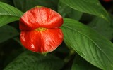 [ẢNH] Chiêm ngưỡng 6 loài thực vật sở hữu vẻ ngoài giống bộ phận cơ thể người
