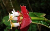 [ẢNH] Chiêm ngưỡng 6 loài thực vật sở hữu vẻ ngoài giống bộ phận cơ thể người
