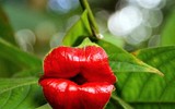 [ẢNH] Chiêm ngưỡng 6 loài thực vật sở hữu vẻ ngoài giống bộ phận cơ thể người