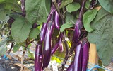 [ẢNH] 10 thực phẩm không nên ăn sống để tránh 