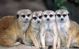 [ẢNH] Những loài động vật nhỏ nhưng thích nghi cực tốt với sa mạc khắc nghiệt