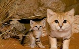 [ẢNH] Những loài động vật nhỏ nhưng thích nghi cực tốt với sa mạc khắc nghiệt