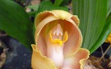 [ẢNH] Top 7 loài hoa lan sở hữu vẻ đẹp độc đáo bậc nhất hành tinh
