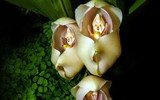 [ẢNH] Top 7 loài hoa lan sở hữu vẻ đẹp độc đáo bậc nhất hành tinh