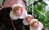 [ẢNH] Top 7 loài hoa lan sở hữu vẻ đẹp độc đáo bậc nhất hành tinh