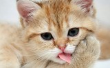 [ẢNH] Những khám phá thú vị về thế giới động vật khiến nhiều người phải kinh ngạc