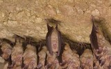 [ẢNH] Top 5 loài động vật có thói quen ngủ kì lạ nhất hành tinh