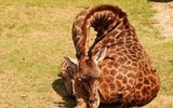 [ẢNH] Top 5 loài động vật có thói quen ngủ kì lạ nhất hành tinh