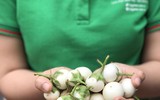 [ẢNH] Mách bạn những cách ăn cà muối không gây hại cho sức khỏe