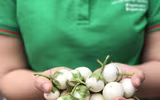 [ẢNH] Mách bạn những cách ăn cà muối không gây hại cho sức khỏe