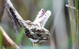 [ẢNH] Top 5 động vật sát thủ chuyên ăn thịt đồng loại