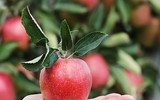[ẢNH] 10 thói quen ăn uống lành mạnh giúp bạn tăng tuổi thọ