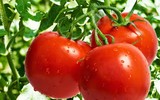 [ẢNH] Những thực phẩm không nên để tủ lạnh vì dễ biến chất