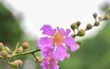 [ẢNH] Hà Nội 