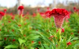 [ẢNH] Bất ngờ với công dụng sức khỏe của những loài cây mang tên động vật