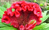 [ẢNH] Bất ngờ với công dụng sức khỏe của những loài cây mang tên động vật