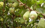 [ẢNH] Bất ngờ với công dụng sức khỏe của những loài cây mang tên động vật