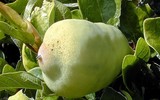 [ẢNH] Bất ngờ với công dụng sức khỏe của những loài cây mang tên động vật