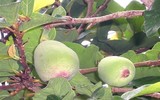 [ẢNH] Bất ngờ với công dụng sức khỏe của những loài cây mang tên động vật