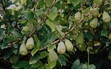 [ẢNH] Bất ngờ với công dụng sức khỏe của những loài cây mang tên động vật