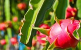 [ẢNH] Bất ngờ với công dụng sức khỏe của những loài cây mang tên động vật