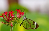 [ẢNH] Vẻ đẹp kỳ diệu trên đôi cánh của một số loài bướm