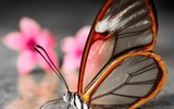 [ẢNH] Vẻ đẹp kỳ diệu trên đôi cánh của một số loài bướm