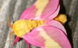 [ẢNH] Vẻ đẹp kỳ diệu trên đôi cánh của một số loài bướm