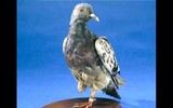 [ẢNH] Điểm danh những con vật từng có đóng góp to lớn trong lịch sử nhân loại