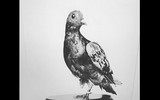 [ẢNH] Điểm danh những con vật từng có đóng góp to lớn trong lịch sử nhân loại