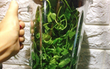 [ẢNH] Những loại nước 