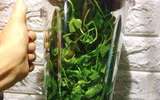 [ẢNH] Những loại nước 