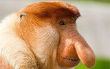 [ẢNH] Những loài động vật sở hữu chiếc mũi đáng kinh ngạc