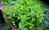 [ẢNH] Những cây cảnh trồng trong nhà giúp đuổi muỗi an toàn, hiệu quả