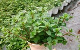 [ẢNH] Những cây cảnh trồng trong nhà giúp đuổi muỗi an toàn, hiệu quả