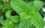[ẢNH] Những cây cảnh trồng trong nhà giúp đuổi muỗi an toàn, hiệu quả