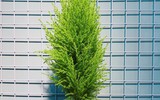 [ẢNH] Những cây cảnh trồng trong nhà giúp đuổi muỗi an toàn, hiệu quả