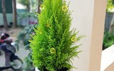 [ẢNH] Những cây cảnh trồng trong nhà giúp đuổi muỗi an toàn, hiệu quả