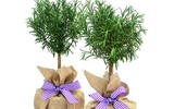 [ẢNH] Những cây cảnh trồng trong nhà giúp đuổi muỗi an toàn, hiệu quả