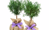[ẢNH] Những cây cảnh trồng trong nhà giúp đuổi muỗi an toàn, hiệu quả