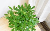 [ẢNH] Những cây cảnh trồng trong nhà giúp đuổi muỗi an toàn, hiệu quả