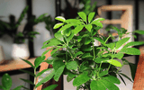 [ẢNH] Những cây cảnh trồng trong nhà giúp đuổi muỗi an toàn, hiệu quả