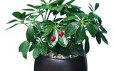 [ẢNH] Những cây cảnh trồng trong nhà giúp đuổi muỗi an toàn, hiệu quả
