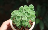 [ẢNH] Những cây cảnh trồng trong nhà giúp đuổi muỗi an toàn, hiệu quả