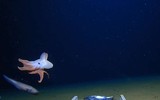 [ẢNH] Những loài bạch tuộc kỳ lạ dưới đáy đại dương