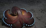 [ẢNH] Những loài bạch tuộc kỳ lạ dưới đáy đại dương