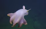 [ẢNH] Những loài bạch tuộc kỳ lạ dưới đáy đại dương