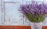 [ẢNH] Những cây cảnh trồng trong nhà giúp đuổi muỗi an toàn, hiệu quả