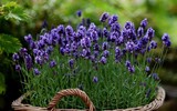 [ẢNH] Những cây cảnh trồng trong nhà giúp đuổi muỗi an toàn, hiệu quả