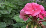 [ẢNH] Những cây cảnh trồng trong nhà giúp đuổi muỗi an toàn, hiệu quả